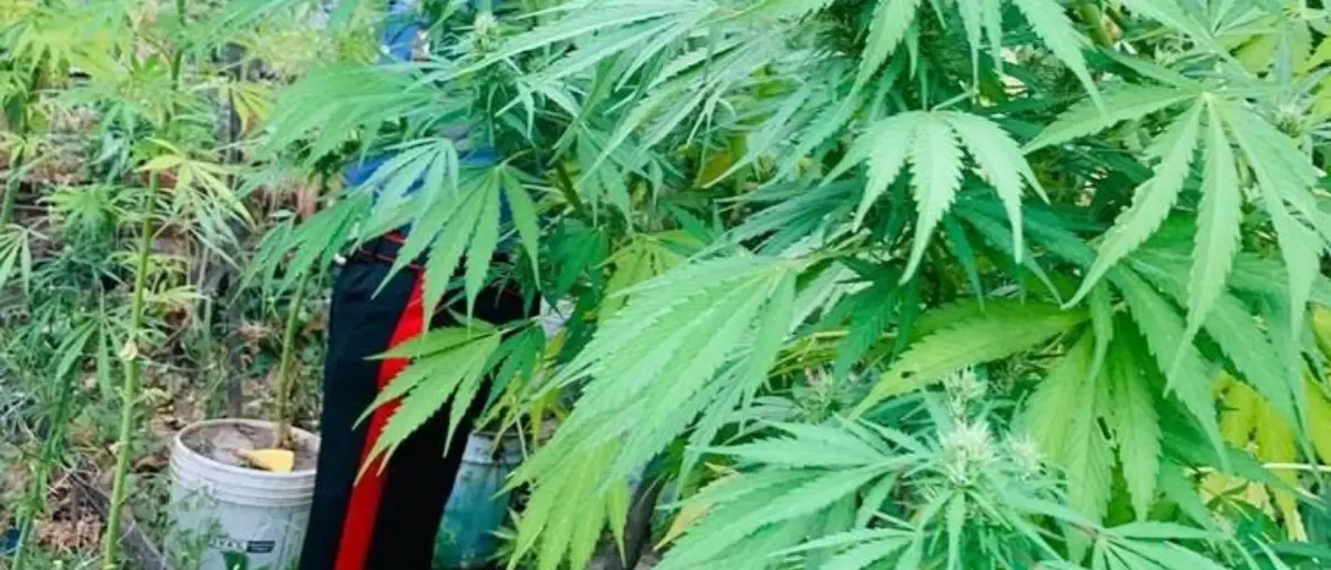 Droga, sorpreso a irrigare piantagione di canapa indiana: un arresto nel Catanzarese