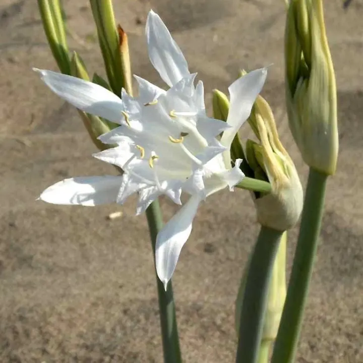 Trovato su una spiaggia del Tirreno cosentino un fiore a rischio estinzione