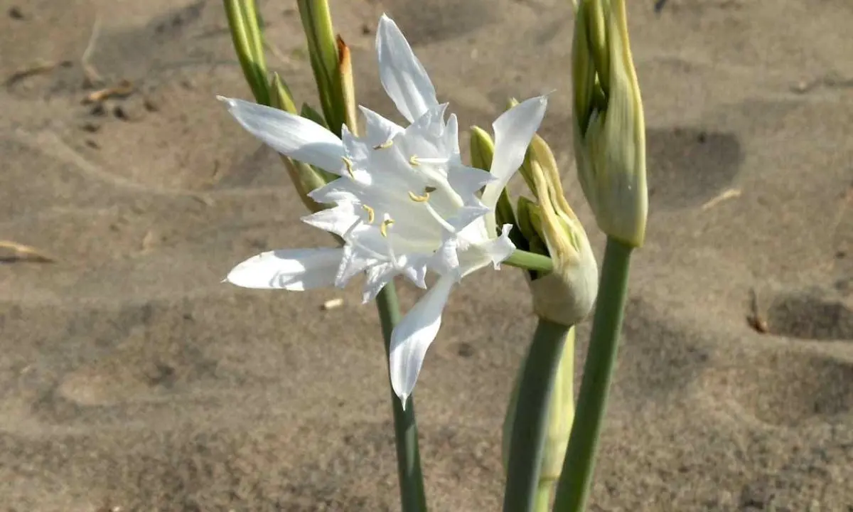 Trovato su una spiaggia del Tirreno cosentino un fiore a rischio estinzione