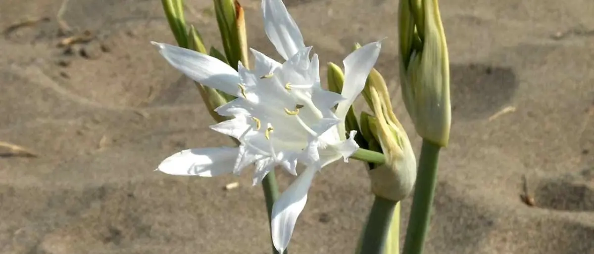 Trovato su una spiaggia del Tirreno cosentino un fiore a rischio estinzione
