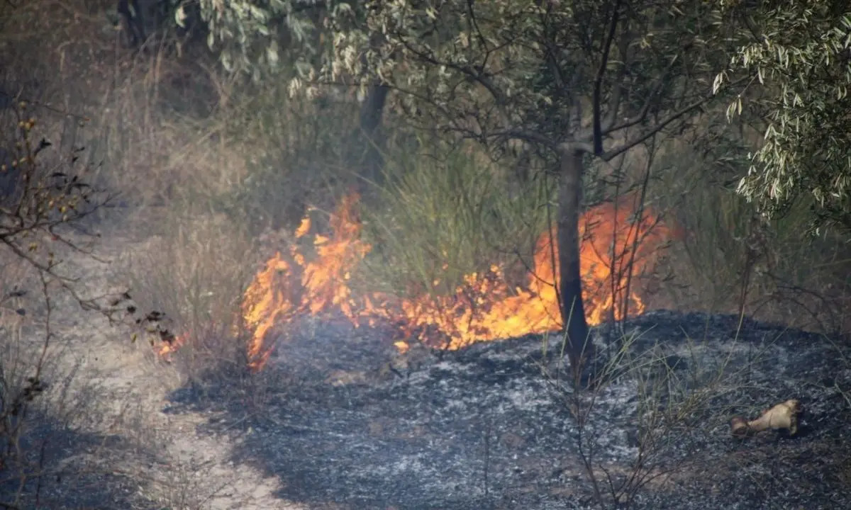 Incendi Calabria, a Cirò arbusti e macchia mediterranea prendono fuoco: evacuate alcune abitazioni