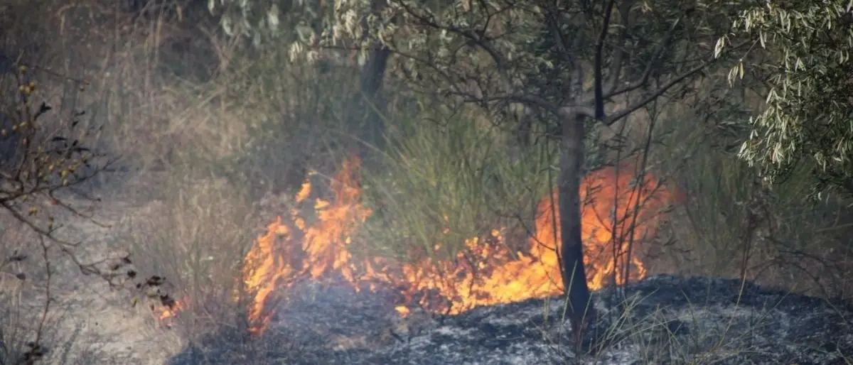 Incendi Calabria, a Cirò arbusti e macchia mediterranea prendono fuoco: evacuate alcune abitazioni