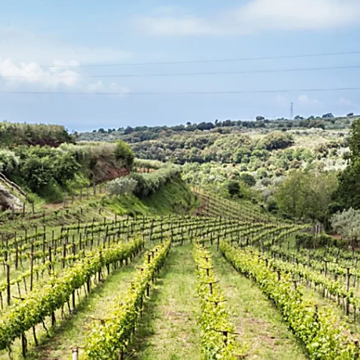 Pizzo, nasce la prima grappa di Zibibbo: «Così valorizziamo il nostro straordinario patrimonio»