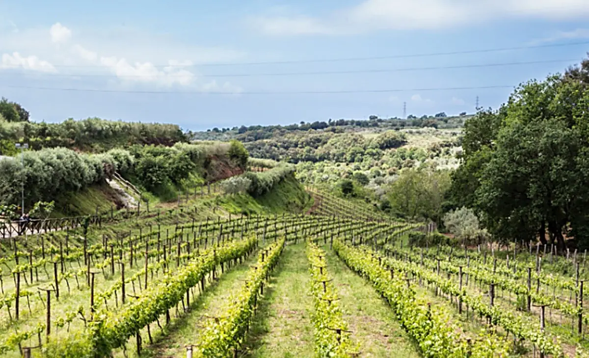 Pizzo, nasce la prima grappa di Zibibbo: «Così valorizziamo il nostro straordinario patrimonio»