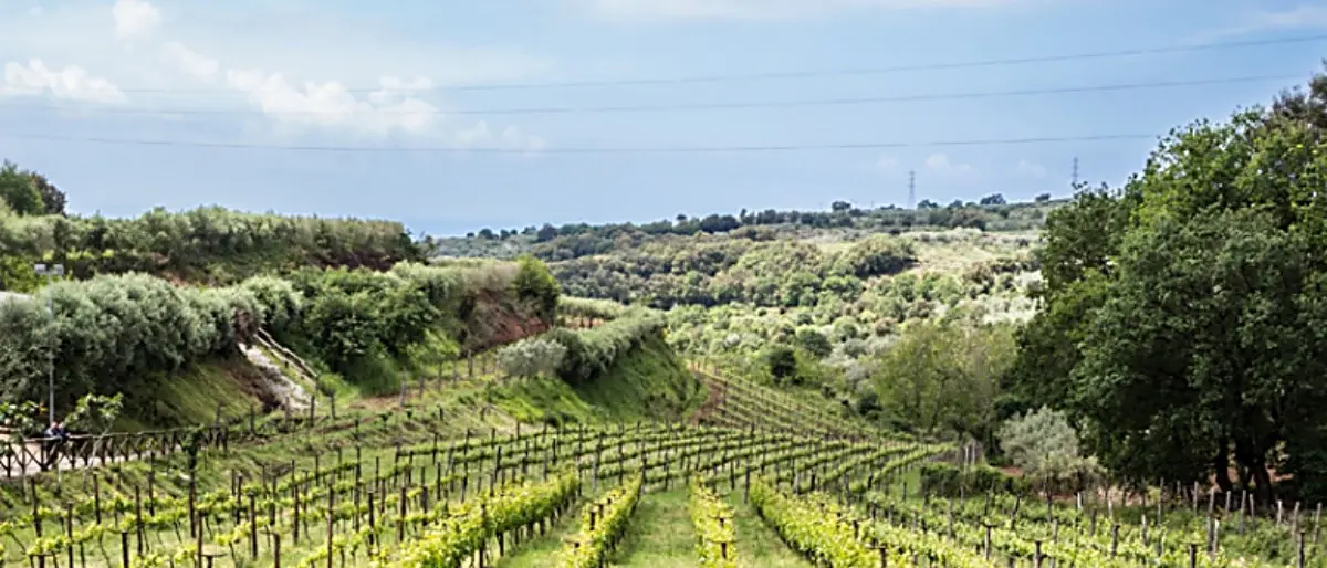 Pizzo, nasce la prima grappa di Zibibbo: «Così valorizziamo il nostro straordinario patrimonio»