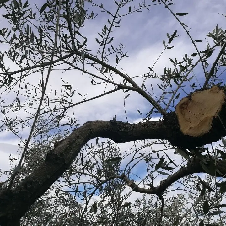 Intimidazione a imprenditore agricolo nel Cosentino: tagliati 20 ulivi