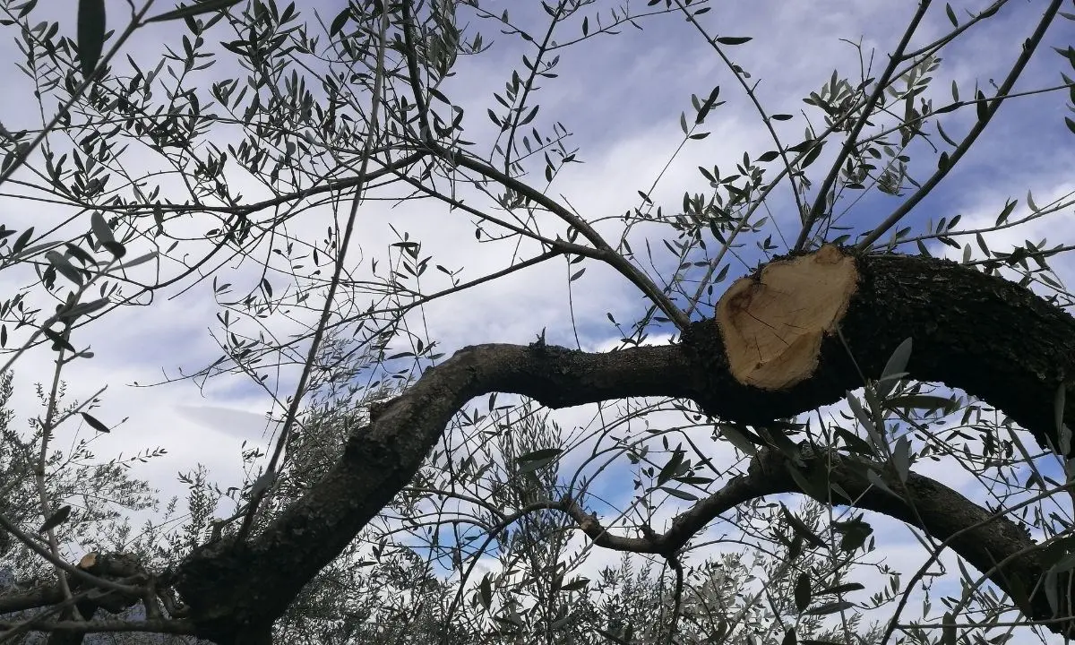 Intimidazione a imprenditore agricolo nel Cosentino: tagliati 20 ulivi