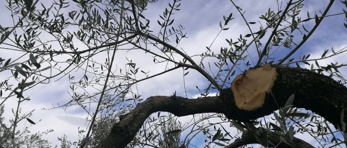 Intimidazione a imprenditore agricolo nel Cosentino: tagliati 20 ulivi