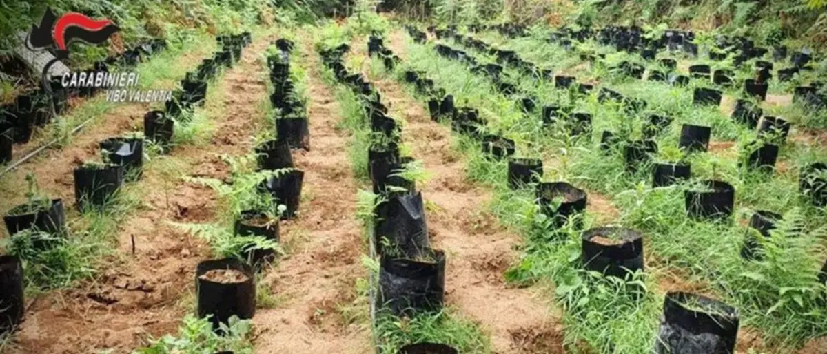 Scoperto un vivaio della marijuana nel Vibonese, avrebbe fruttato 2 milioni di euro