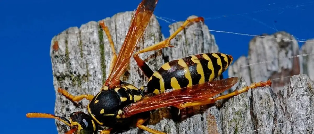 Anziano muore dopo essere stato punto da una vespa: tragedia ad Acri