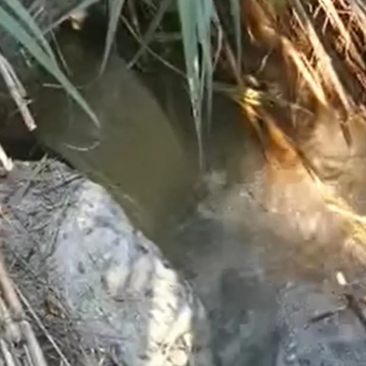 Acqua nera dallo scarico del depuratore, è allarme a Belvedere Marittimo - Video