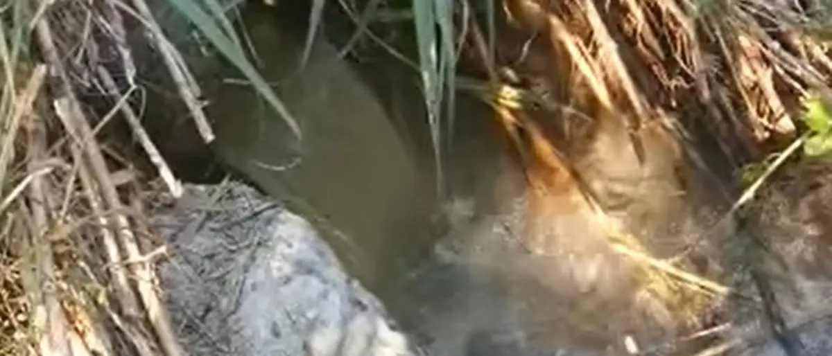Acqua nera dallo scarico del depuratore, è allarme a Belvedere Marittimo - Video