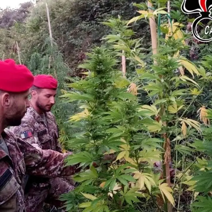 Scoperta una nuova piantagione di marijuana nel Reggino, avrebbe fruttato 150mila euro di guadagni