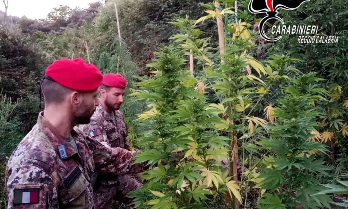 Scoperta una nuova piantagione di marijuana nel Reggino, avrebbe fruttato 150mila euro di guadagni