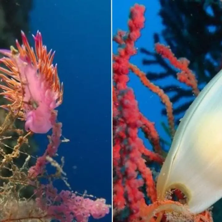 Tra biodiversità e fondali spettacolari: i cinque parchi marini calabresi tutti da scoprire e valorizzare