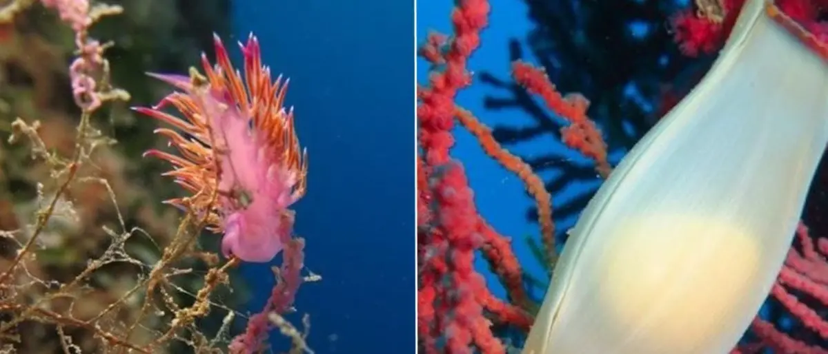 Tra biodiversità e fondali spettacolari: i cinque parchi marini calabresi tutti da scoprire e valorizzare