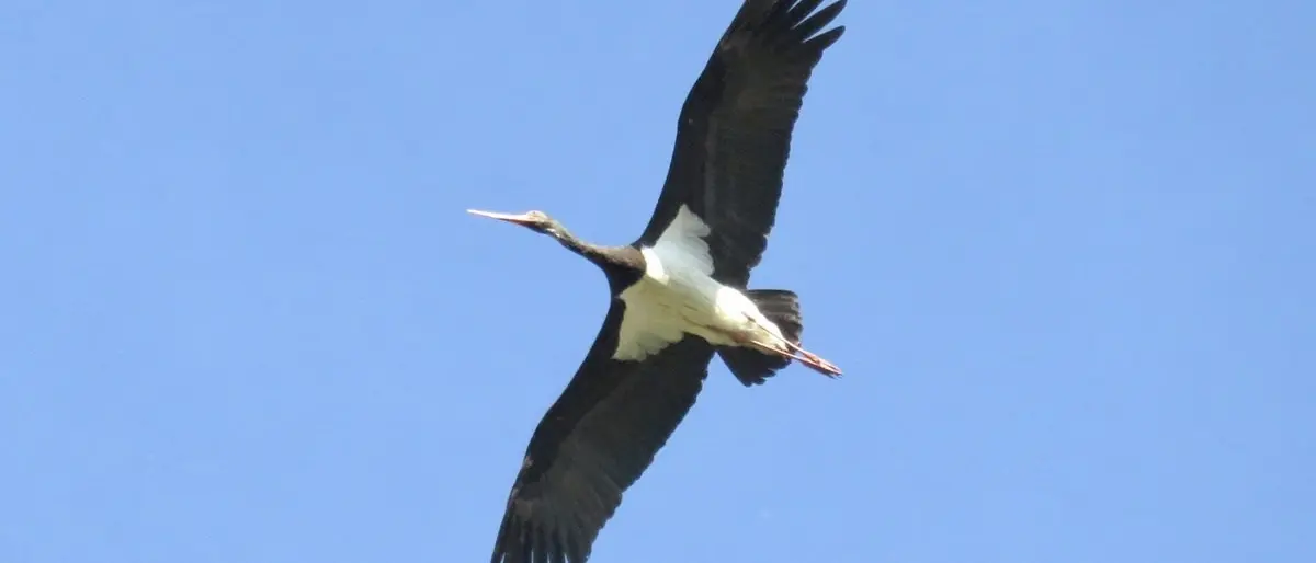 La rarissima cicogna nera per la prima volta ha nidificato in Sila