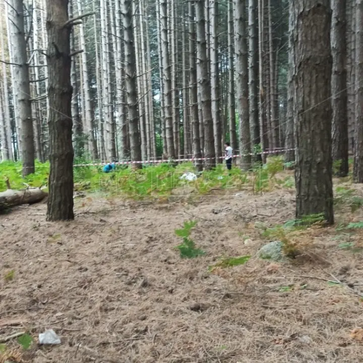 Satriano, il sindaco blinda la pineta dove è stata aggredita e uccisa dai cani Simona Cavallaro