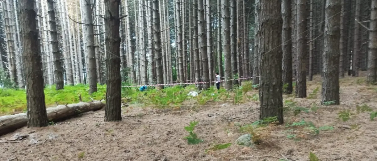 Satriano, il sindaco blinda la pineta dove è stata aggredita e uccisa dai cani Simona Cavallaro