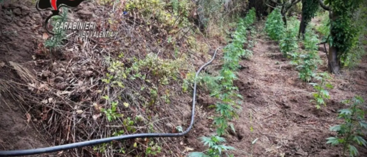 Nicotera, beccati mentre curano 236 piante di marijuana: arrestati