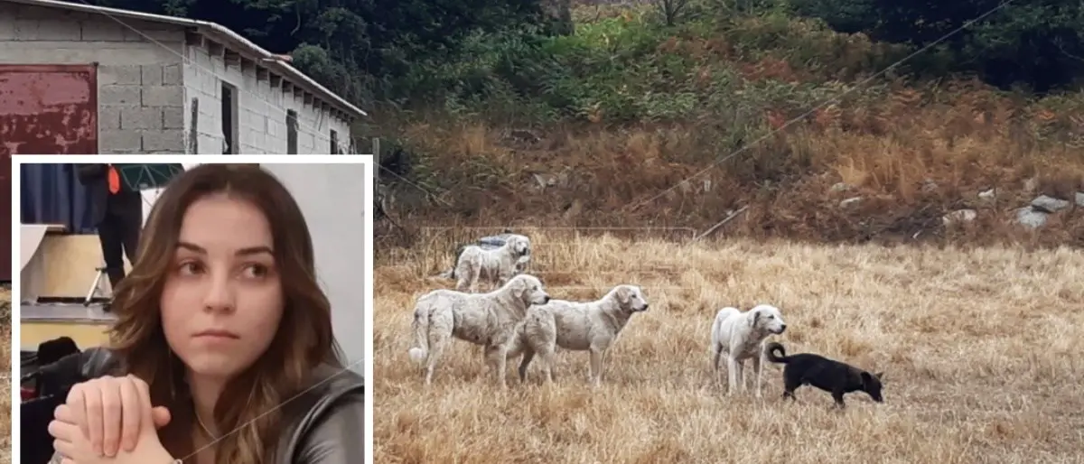 Ragazza sbranata da un branco di cani a Satriano, l’amico: «Simona prima accerchiata poi aggredita»