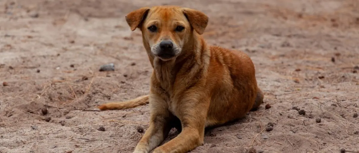 Reggio Calabria: picchia il proprio cane e lo scaraventa contro un palo della luce, denunciato