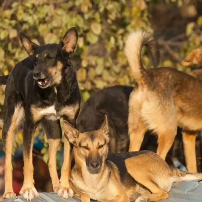 Ragazza sbranata da un branco di cani, “Stop animal crimes”: «Randagismo problema serio»