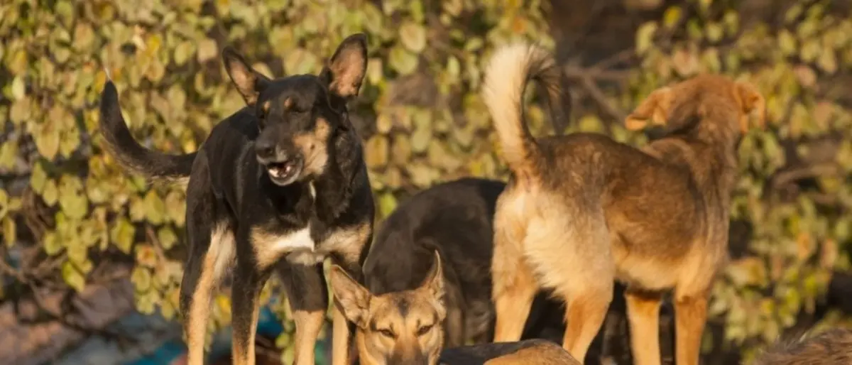 Ragazza sbranata da un branco di cani, “Stop animal crimes”: «Randagismo problema serio»