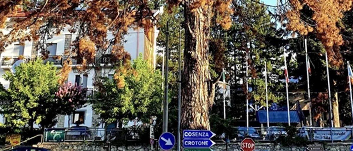 La triste morte dello storico pino di Camigliatello