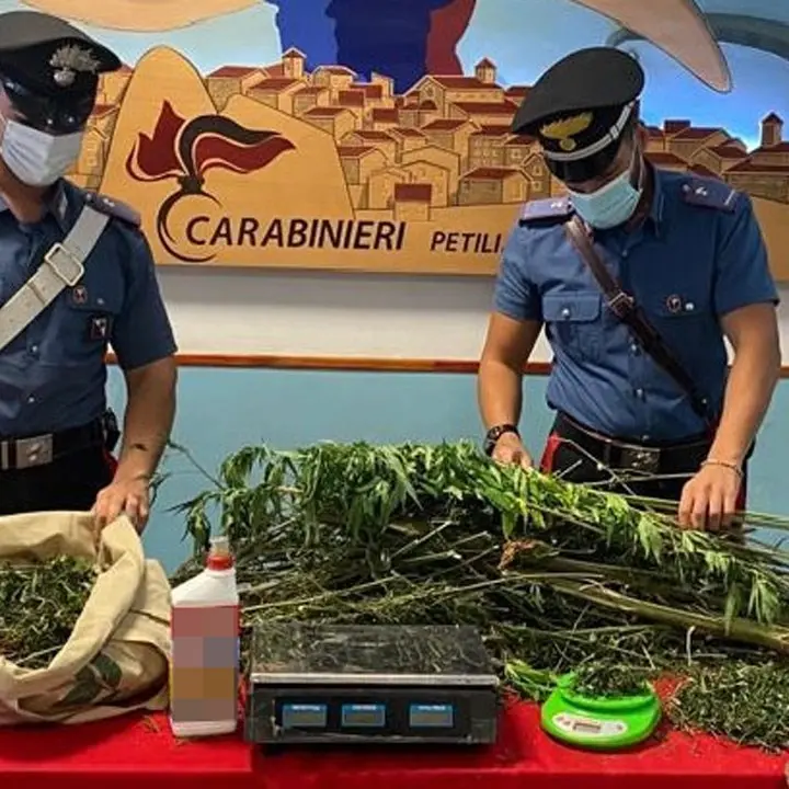 Arrestato 24enne crotonese per coltivazione e produzione di marijuana