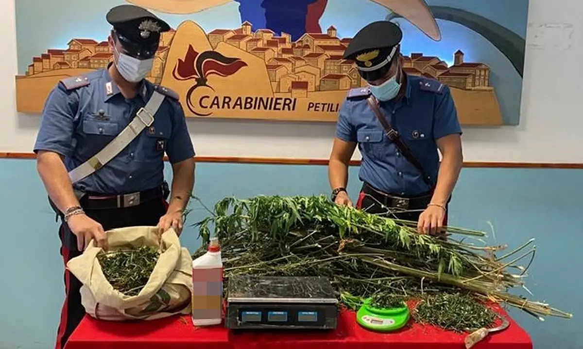 Arrestato 24enne crotonese per coltivazione e produzione di marijuana