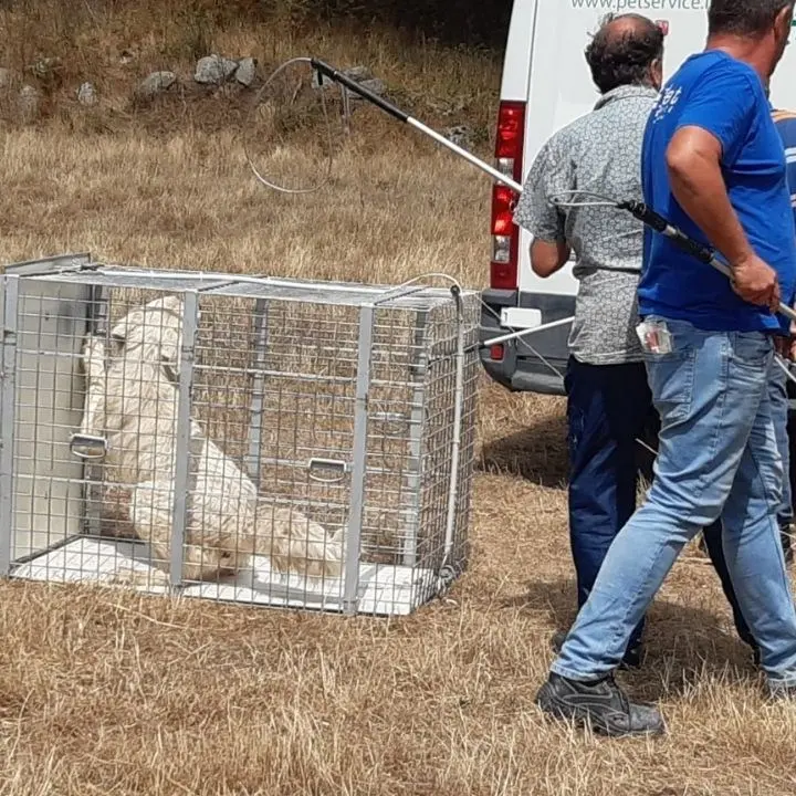Tragedia di Satriano, l'Associazione difesa animali chiede la custodia dei cani: «Evitare la soppressione»
