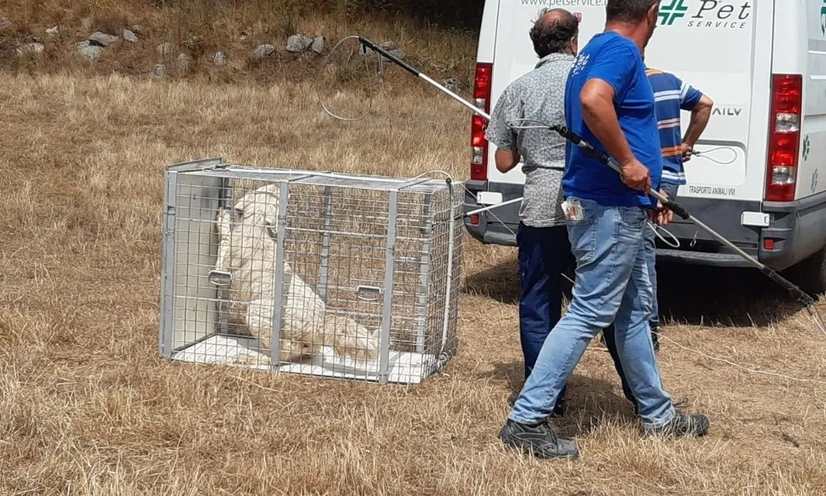 Tragedia di Satriano, l'Associazione difesa animali chiede la custodia dei cani: «Evitare la soppressione»