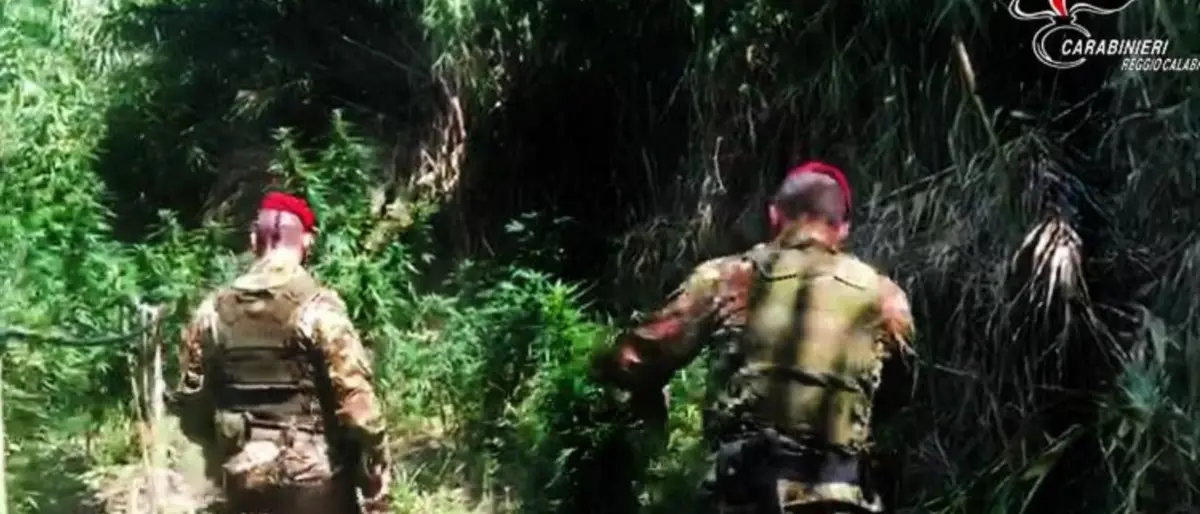 Produzione di marijuana, ancora sequestri e denunce nel Reggino