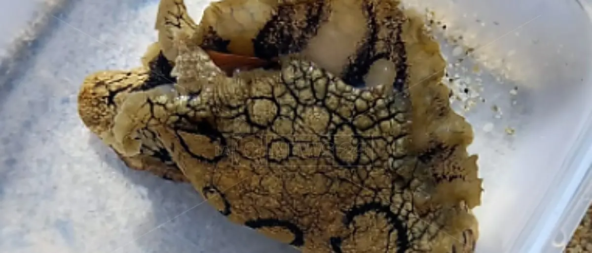 Nelle acque di Pizzo fa la comparsa la Lepre di mare. L’esperto: «Viene dall’Atlantico»