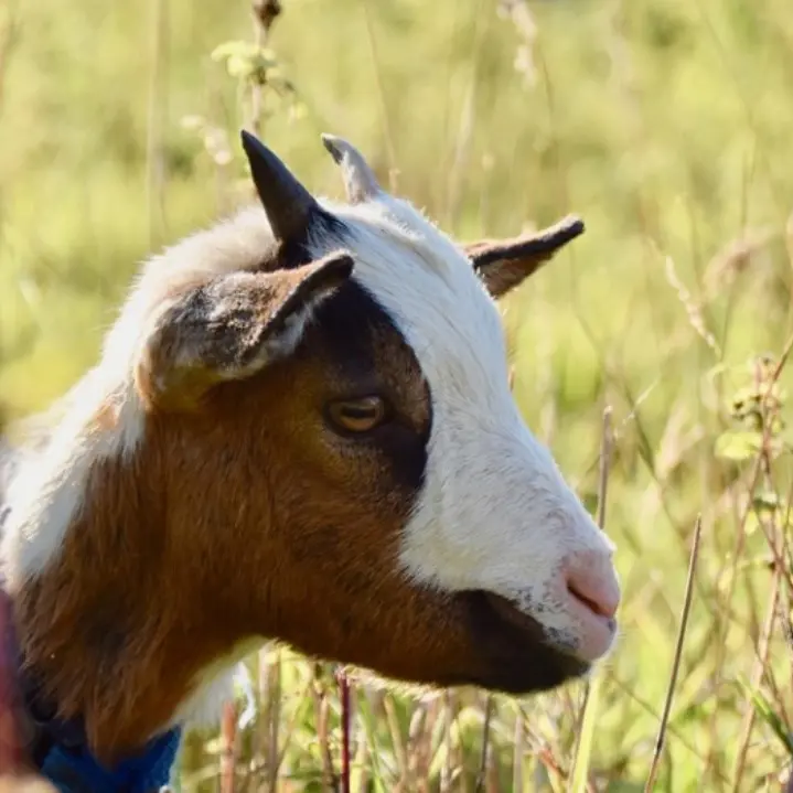 Cassano, tiene vasi di marijuana nel recinto del pony e di una capretta: arrestato