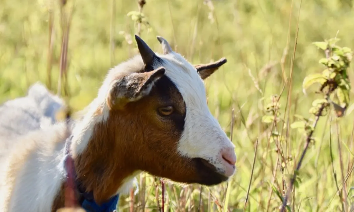 Cassano, tiene vasi di marijuana nel recinto del pony e di una capretta: arrestato