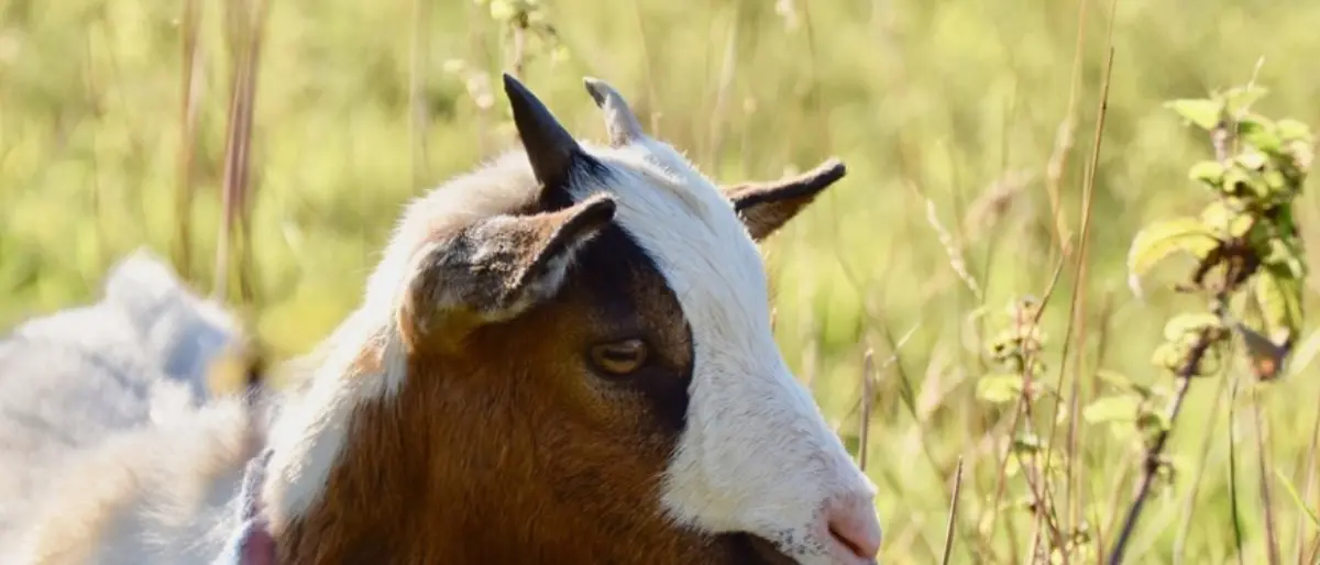 Cassano, tiene vasi di marijuana nel recinto del pony e di una capretta: arrestato