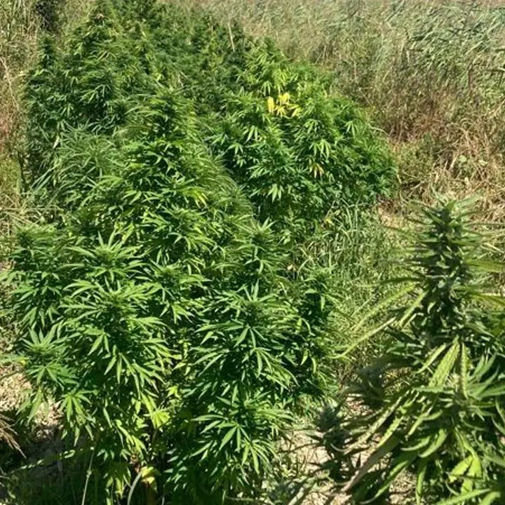 Crotone, rinvenute e sequestrate duecento piante di marijuana