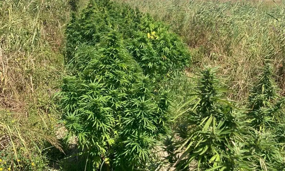 Crotone, rinvenute e sequestrate duecento piante di marijuana