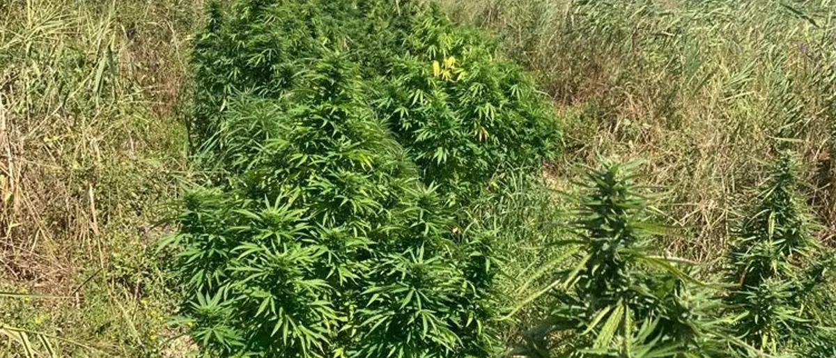 Crotone, rinvenute e sequestrate duecento piante di marijuana