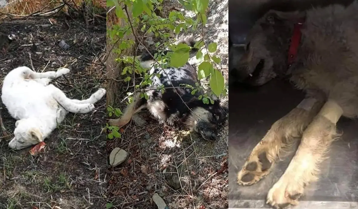 Catanzaro, strage di cani dopo la morte di Simona. I volontari: «Violenza inutile, servono controlli»