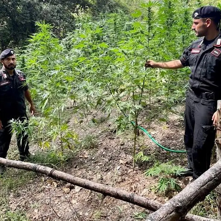 Cetraro, operazione antidroga: rinvenute e distrutte oltre 400 piante di marijuana