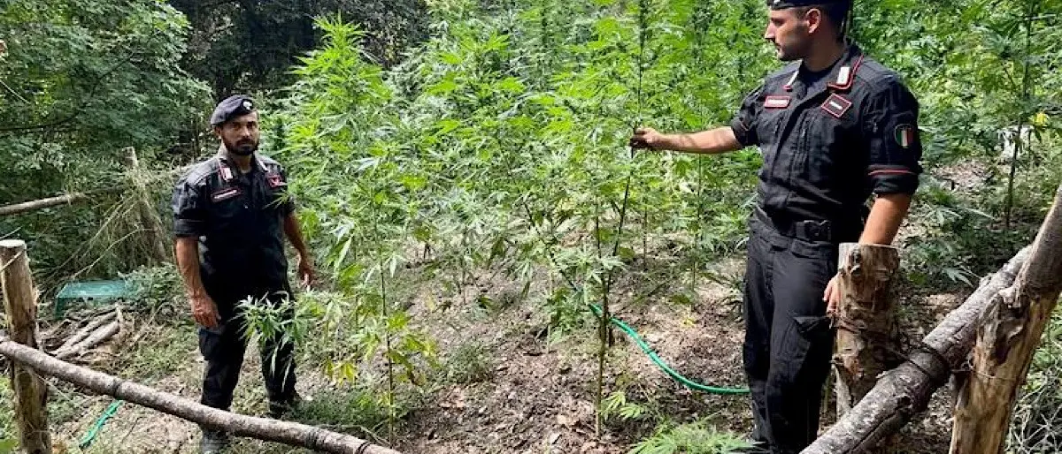 Cetraro, operazione antidroga: rinvenute e distrutte oltre 400 piante di marijuana
