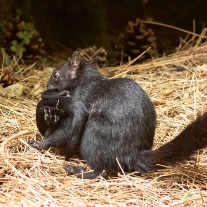 Sila, il tenero “trasloco” di mamma scoiattolo con 5 cuccioli