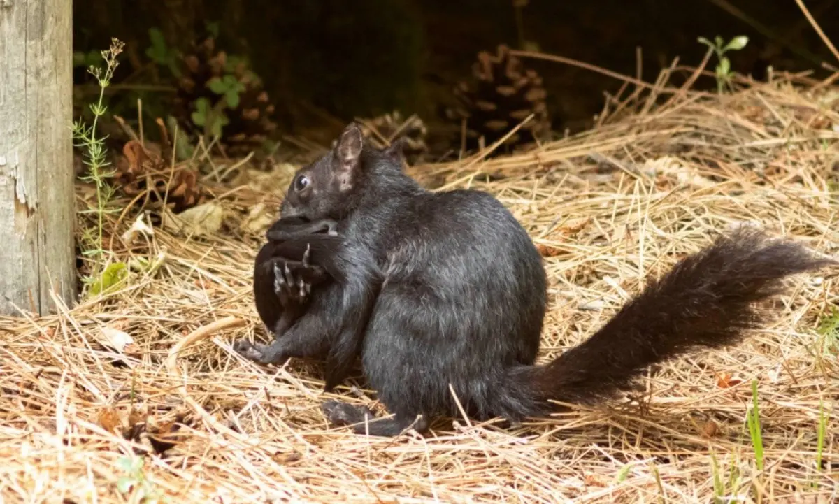 Sila, il tenero “trasloco” di mamma scoiattolo con 5 cuccioli