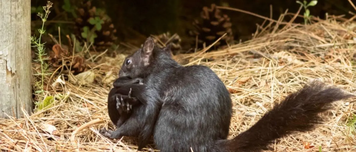 Sila, il tenero “trasloco” di mamma scoiattolo con 5 cuccioli