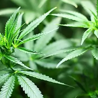 Via libera alla mini coltivazioni di cannabis a casa: approvato il testo in commissione Giustizia