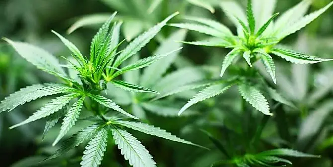 Via libera alla mini coltivazioni di cannabis a casa: approvato il testo in commissione Giustizia