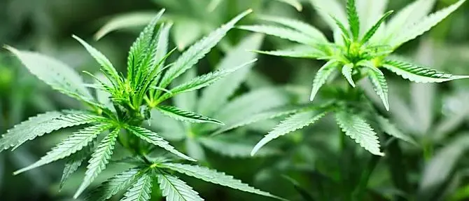Via libera alla mini coltivazioni di cannabis a casa: approvato il testo in commissione Giustizia